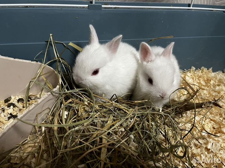 Декоративные пуховые кролики