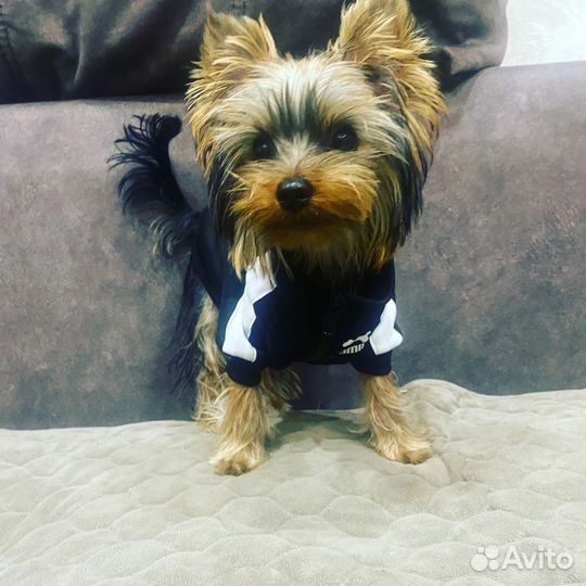 Йоркширский терьер