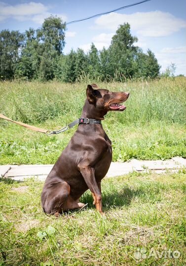 Доберман Рамзес в дар