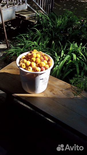 Косточки маньчжурского абрикоса