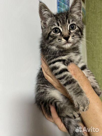 Котик в добрые руки