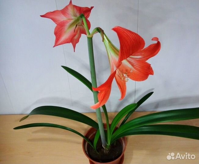 Гиппеаструм амариллис луковицы