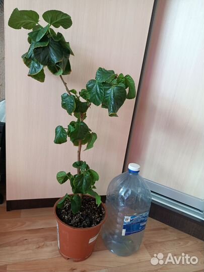 Комнатные растения и цветы