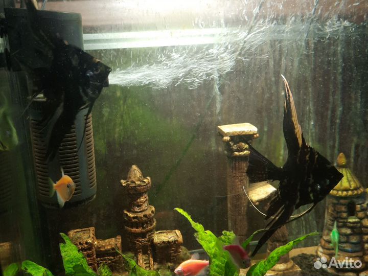 Аквариумные рыбки