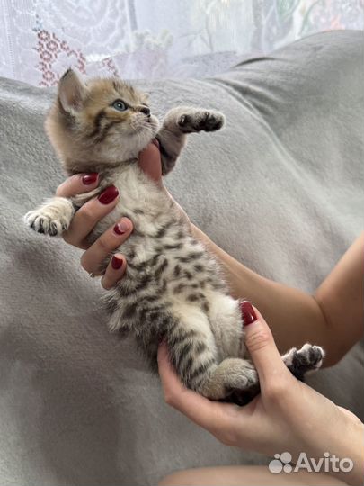 Шотландский котенок, мальчик