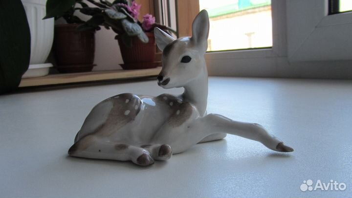 Оленёнок дфз Вербилки