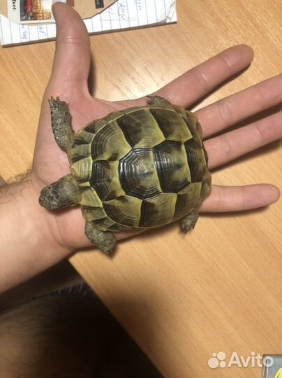 Черепаха сухопутная