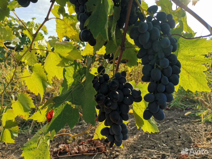 Продаю виноград сорт Молдова