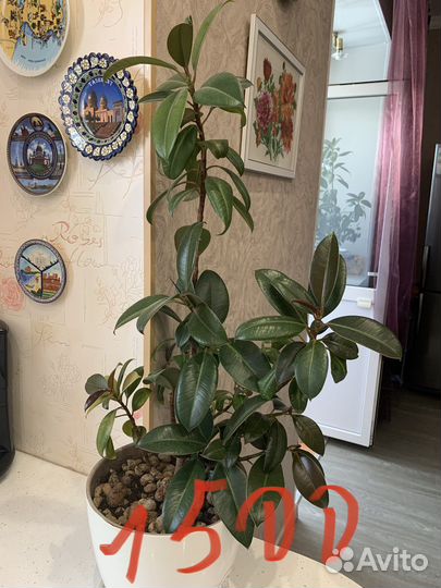 Молочай,фикус