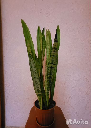 Сансевиерия