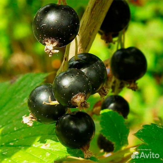 Саженцы черной смородины