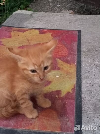 В добрые руки