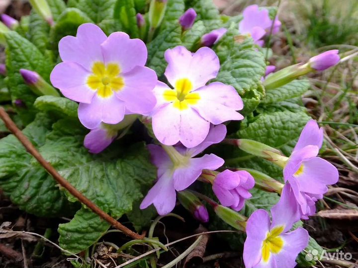 Примула садовая. Многолетник