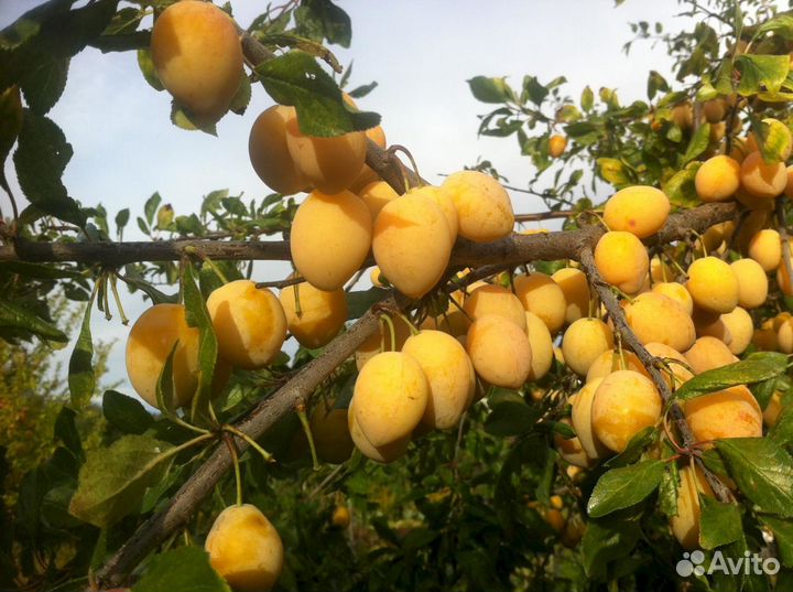 Сливы синей(чернослива) и жёлтой саженцы