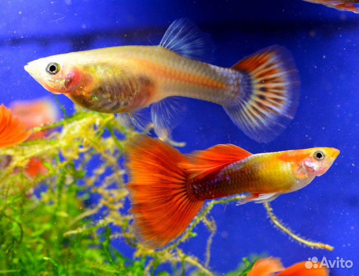 Рыбки Гуппи и растения для аквариума