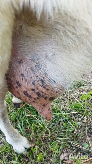 Зааненские козы дойные