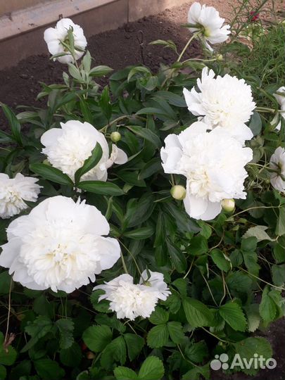 Пионы клубни