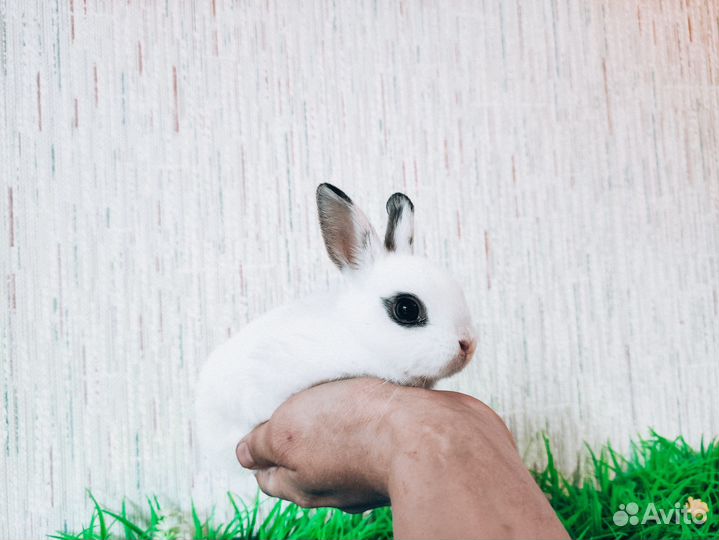 Карликовый кролик - супер мини, ручной, добрый