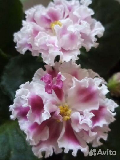 Фиалки и гибискусы