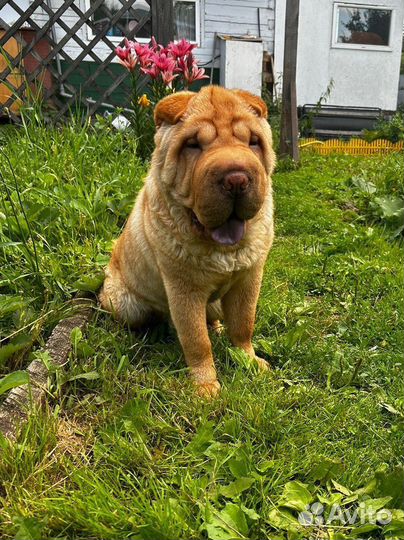 Шарпей вязка