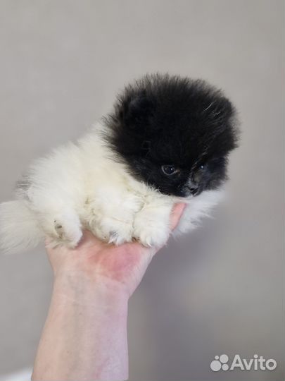 Померанский щпиц мини