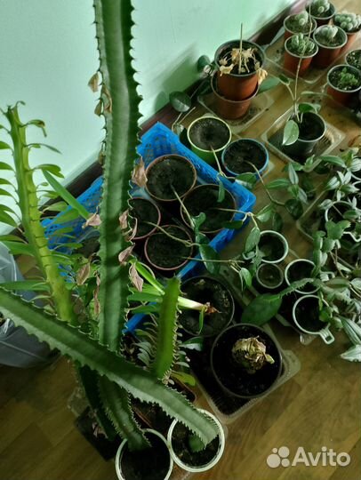 Пальмы, суккуленты и др. комн. цветы