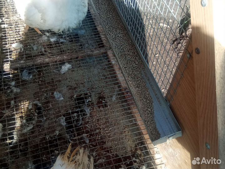 Курятник для бройлеров