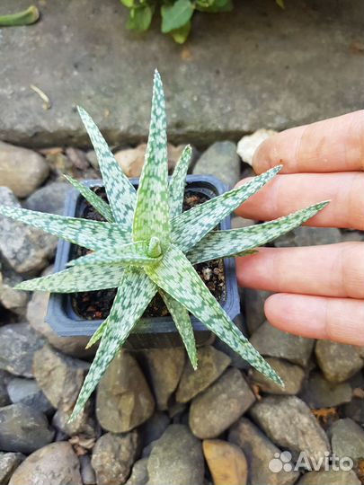 Алоэ разные