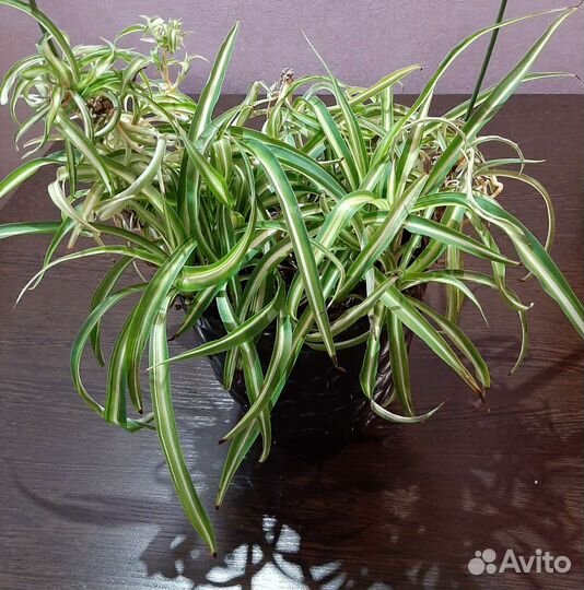 Хлорофитум, плющ канарский