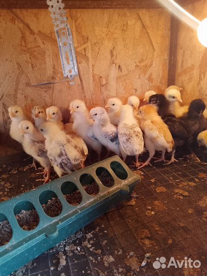 Цыплята несушки подрощенные