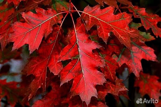 Красный дуб