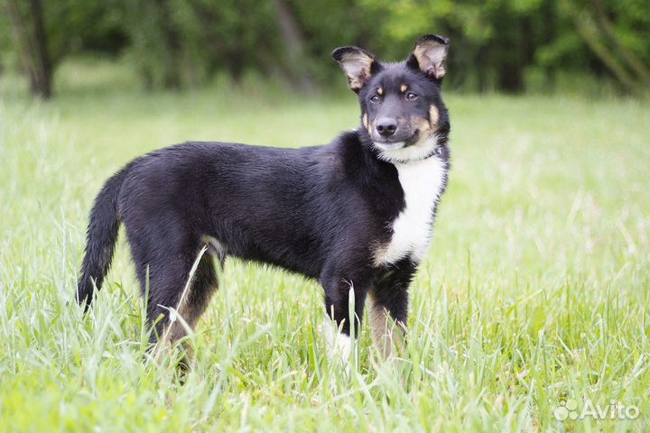 Щенок в добрые руки