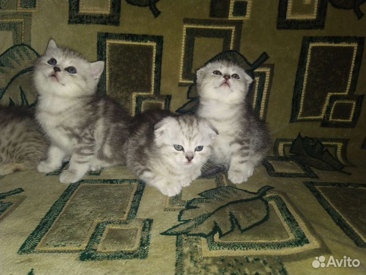 Британская