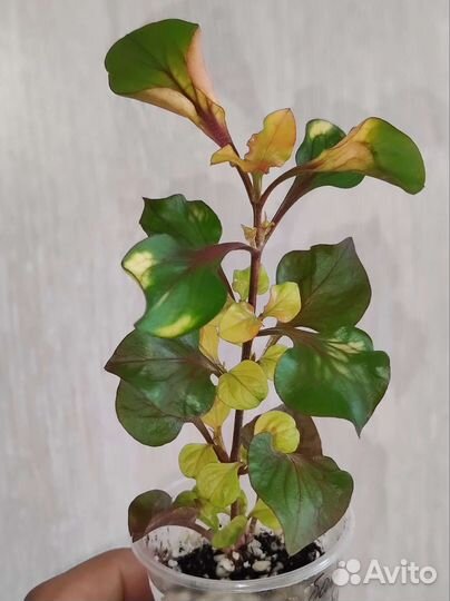 Комнатные Цветы почтой