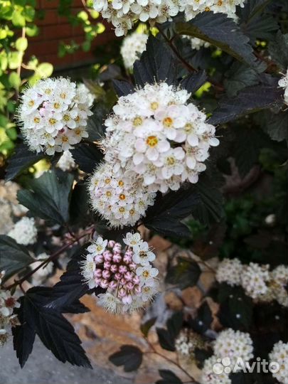 Чубушник, пузыреплодник Диабло, дерен