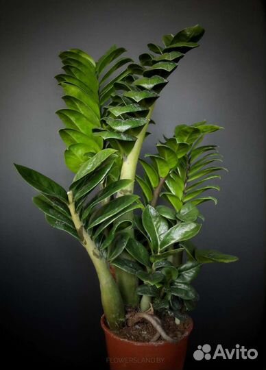 Замиокулькас Зензи, Равен