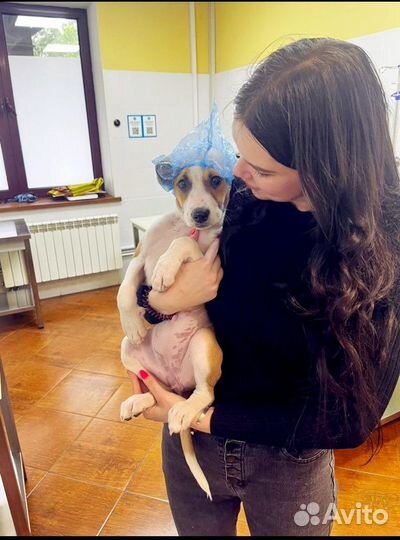 Щенок в добрые руки