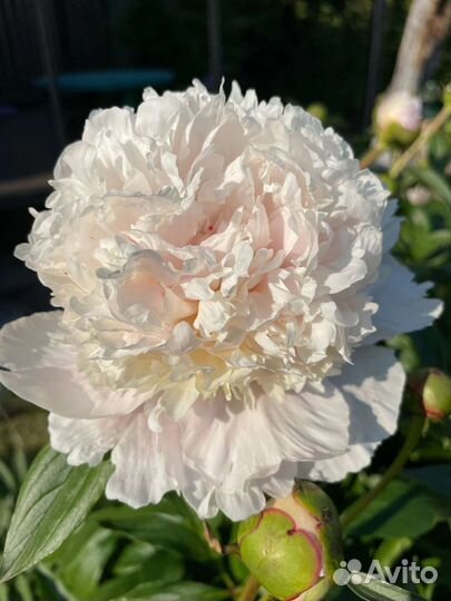 Саженцы пиона Энджел Чикс