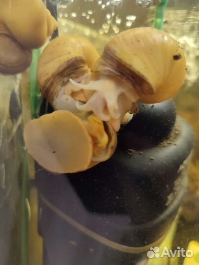 Улитки аквариумные хелены и ампулярии