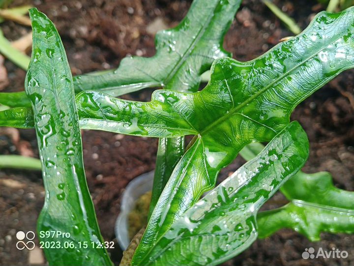 Комнатные растения