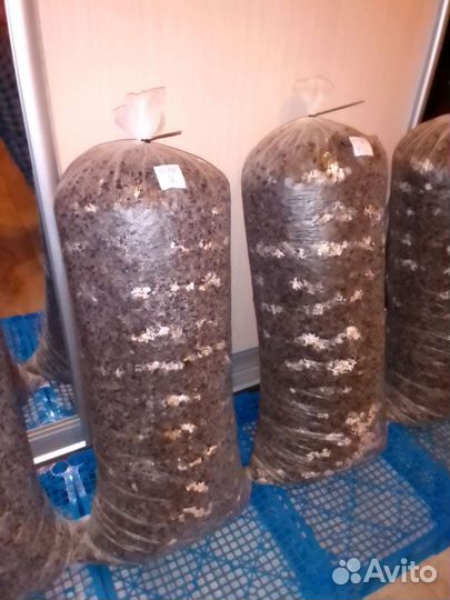 Готовые блоки Вешенки