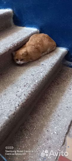 Кот в добрые руки