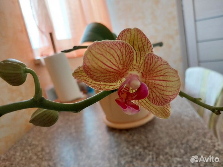 Орхидея фаленопсис