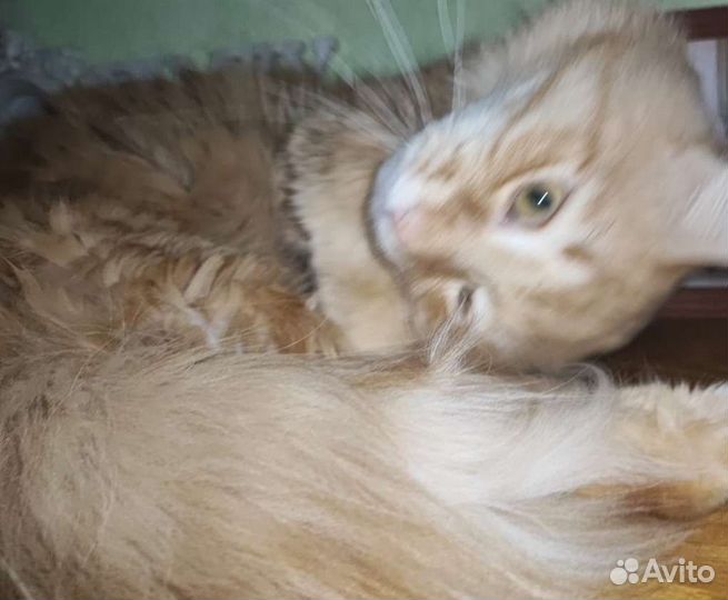 Отдам в хорошие руки рыжего. 3года