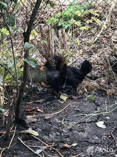 Петушки карликовые, бентамки, корольки