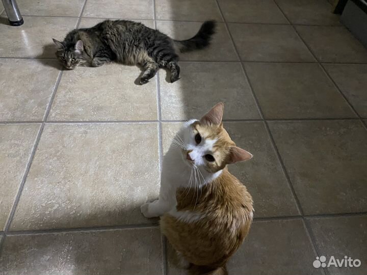 Рыжий кот Марсик