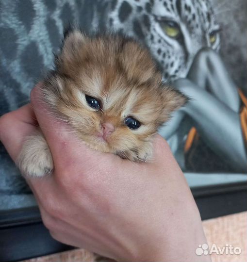 Шотландские длиношерстные котята