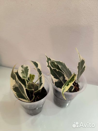 Сортовые фикусы