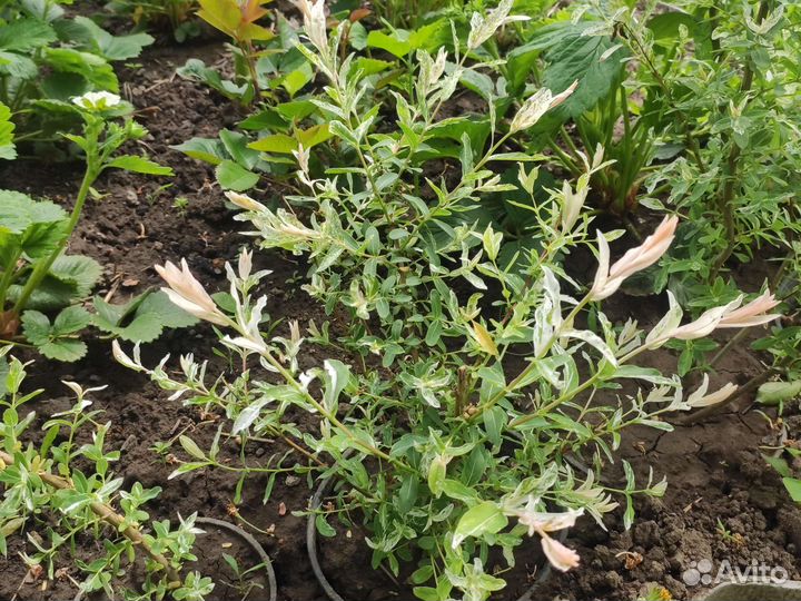 Многолетние садовые растения