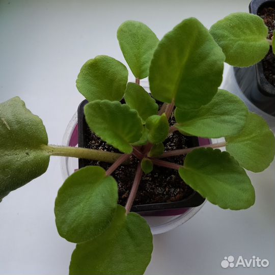 Фиалка розовая